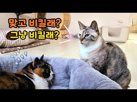 자꾸 베이지가 나비 자리를 뺏어요! 불쌍한 나비..