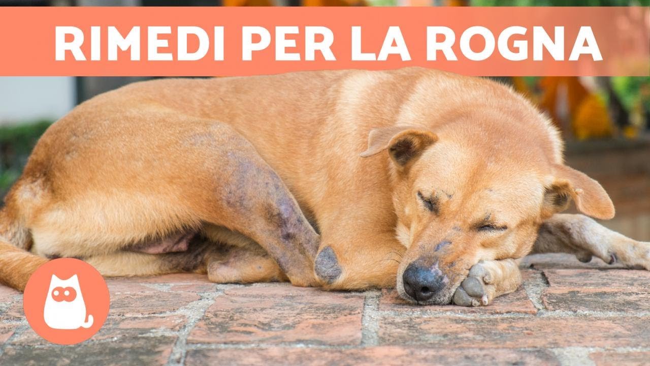 12 RIMEDI CASALINGHI per la ROGNA nei CANI ???