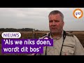 Hoge Veluwe evacueert moeflon vanwege wolf | Omroep Gelderland