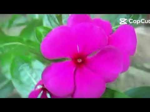 Nature Lover🌸❤️