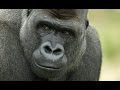 Apes Are Much Closer To Speech Than Previously Thought