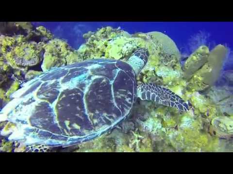 Bloody Bay Marine Park Turtles 1
