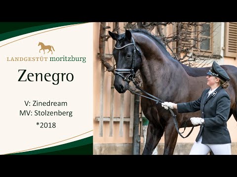 ZENEGRO v. Zinedream - Stolzenberg