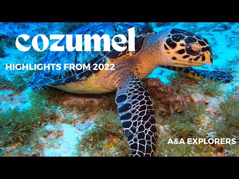 Cozumel Diving Highlights from Summer 2022