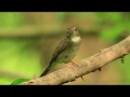 Brown-chested Jungle Flycatcher / Hanoi-Sept. 2017