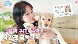 진짜 슈퍼스타 강아지 등장!? ㅣ슈퍼스타 펫밀리 현영 기부자님 &금쪽이