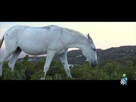 Al sur del tiempo | Vias y barras (Canal Sur)