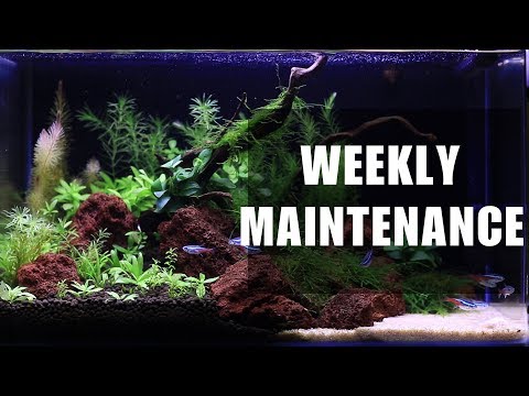 How to maintain Planted Aquarium | Weekly Maintenance | Mike's Vu