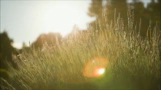 Pat Metheny (Sunlight)   パット・メセニー（日光）