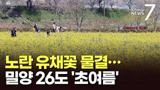 벚꽃 엔딩 달래는 노란 유채꽃 '넘실'…밀양 낮 최고 26도 '초여름' [뉴스7]