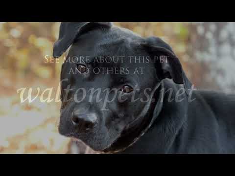 Louie #10448, an adopted Black Labrador Retriever Mix in Monroe, GA_image-1