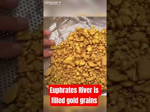 Viral... Euphrates River is Filled Gold Grains #viral #euphratesriver #gold #mining