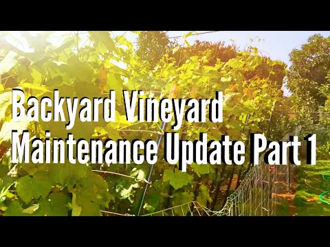 Backyard Vineyard Maintenance Update Part 1 06-14-15 (HDEG)
