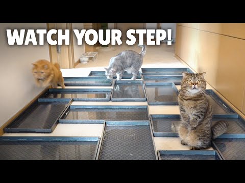 Can These Cats Overcome This Water Minefield Obstacle?