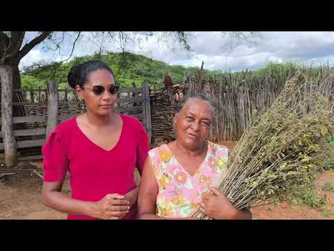 O povo nordestino e suas histórias de vida no roçado com dona nega de Mirandiba Pernambuco.