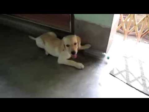 3 month old labrador retriever puppy (Lushi) playing