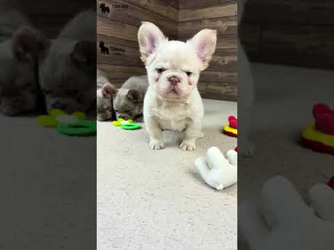 Video 4