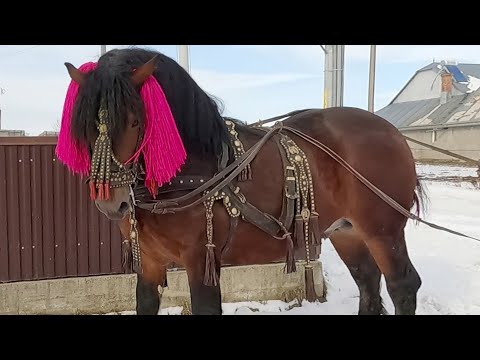 Armăsarul lui Petrică Boicu de la Iaslovăț-Bucovina 2023