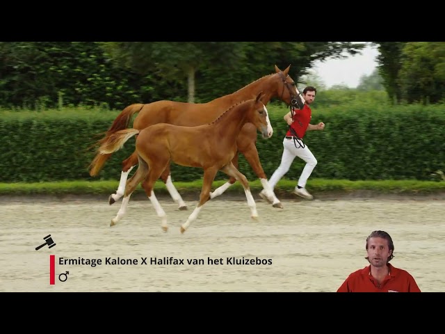 Equi Hemo Z