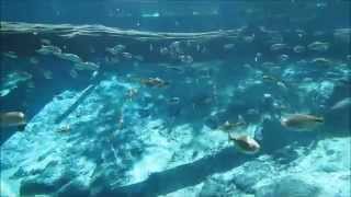 preview picture of video 'Enchanted aquarium'