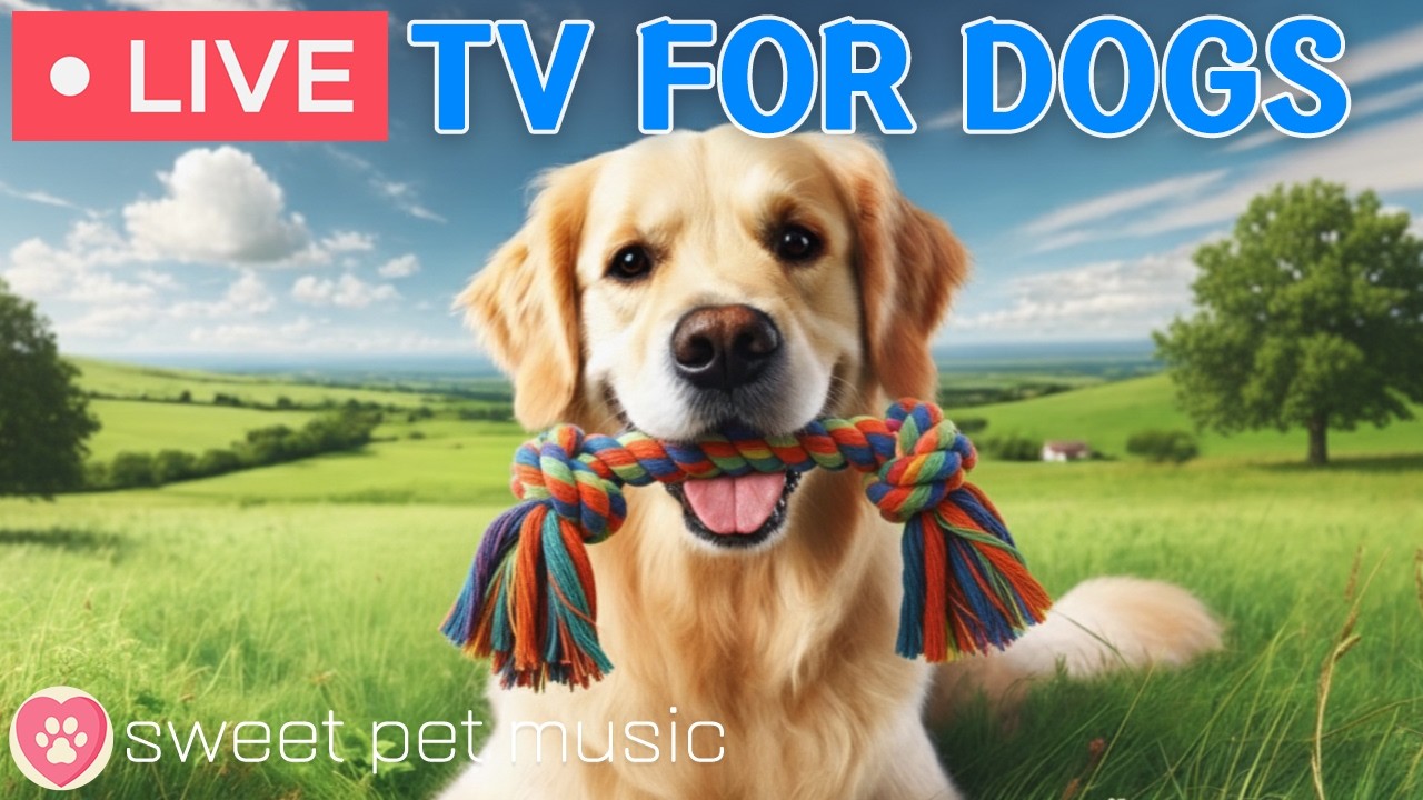 🔴24 Hours of Dog TV🎵🐶Calming Music for Dog Sleep🐶💕Soothing Music for Dog Stress and Anxiety Relief