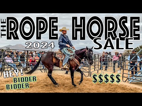 Horse Sale Adventure: Finding Our Perfect Horse