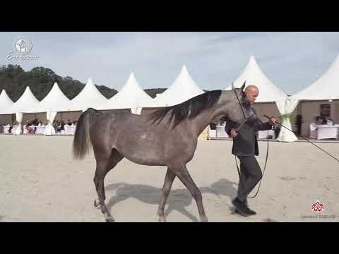 N.14 MAMMA MIA - European Championship 2020 - Prague - Yearling Fillies (Class 1B)