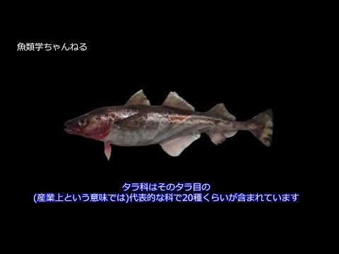 ポラキウス ポラキウス