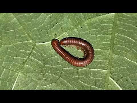 HORROR RED MILLIPEDE #millipede #viral #trending #youtuber
