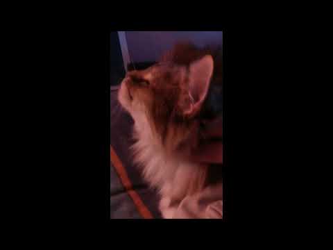 ❇ Norvég Erdei Macska ❇ Norwegian Forest Cat ❇ Hedda, morning humming ❇