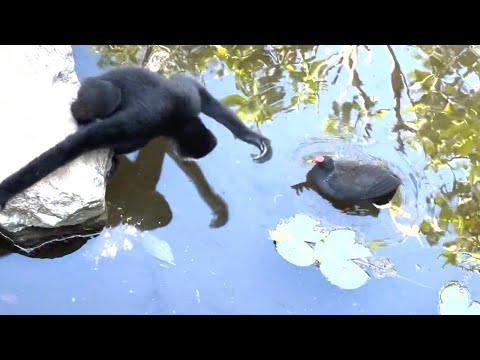 Gibbon Tries To SHOO Dusky Moorhen Away