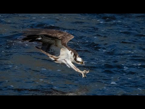 The Slow Motion Beauty and Skill of an Ospreys Dive: Wild Birds Revealed