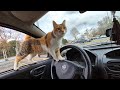 The Stray Cat Got In My Car And Asked Me To Take Her Home