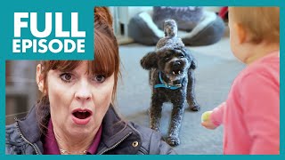 Poodle Turns Aggressive & Attacks Baby😳  | Full Episode | It's Me or the Dog