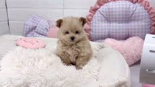 ハーフ犬の動画01