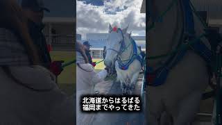 ハクウンリューのモグモグタイム#shorts