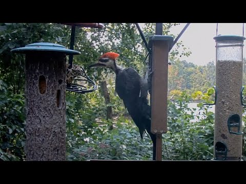 Pileated Woodpecker Tries A Little Bit Of Everything At Cornell Feeders – August 15, 2024