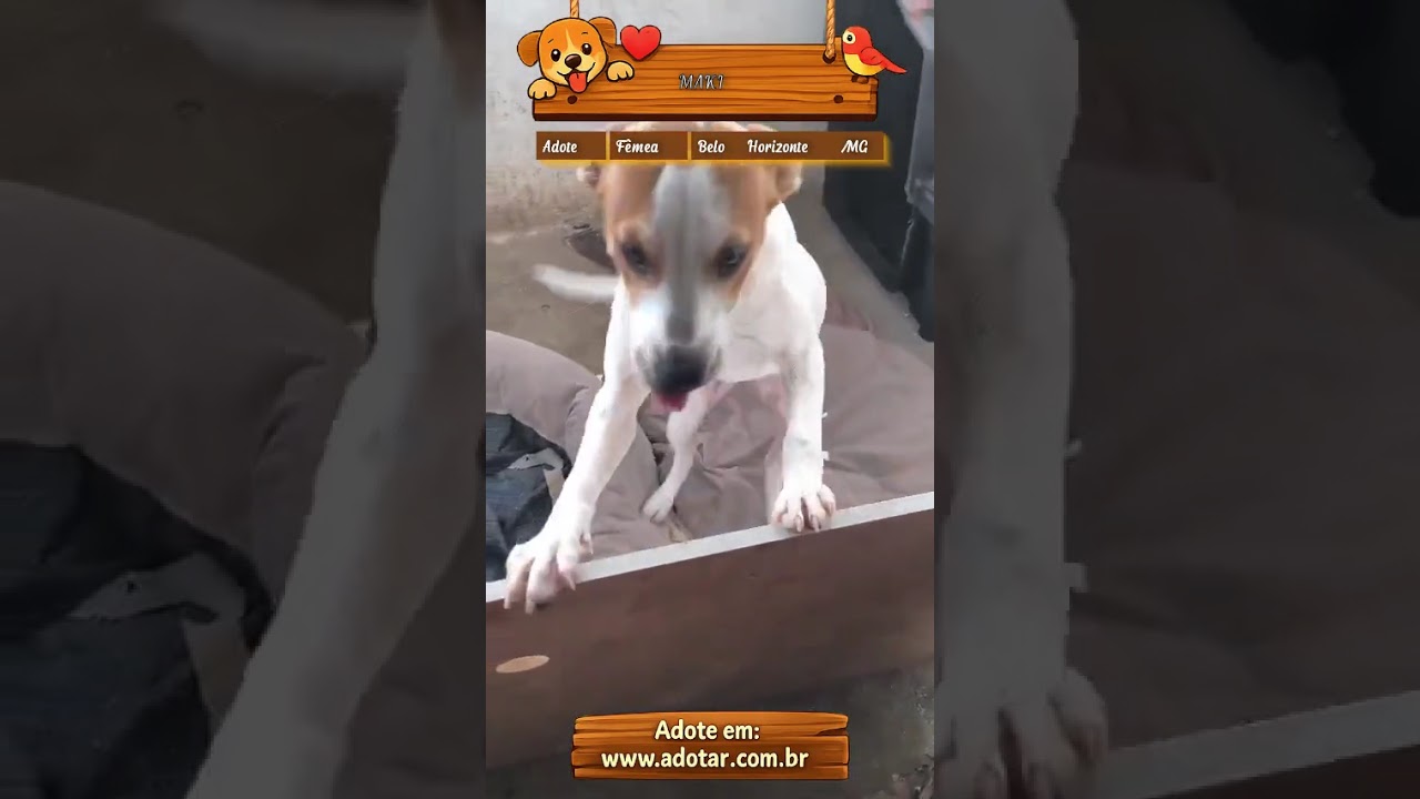 Cachorro raça SRD-ViraLata idade 2 a 6 meses nome MAKI