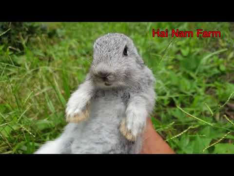 Caught another screaming baby bunny | scream rabbit