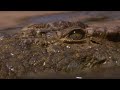 Crocodile Waits For Wildebeest In Rapids BBC Earth