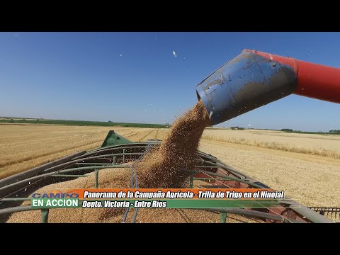 6.000 kilos de trigo por hectárea en Hinojal - Luis Kerps