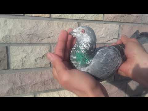 Cseh Bálint postagalamb Olympic Promise554 - Absolon