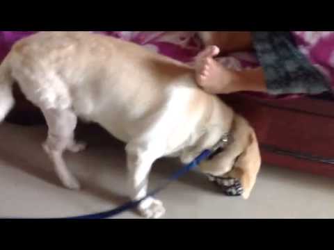 My dog trying to remove his muzzle!!!!!