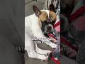 We’ve all had a bad roommate… #roommates #selflove #dogs #collegelife #frenchbulldog