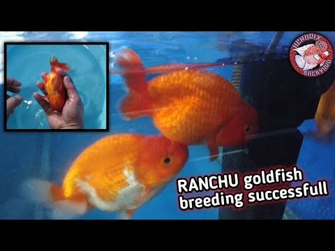 How i breed my RANCHU goldfish | Successfull Hand breeding that produce thousands of fry (eng sub)