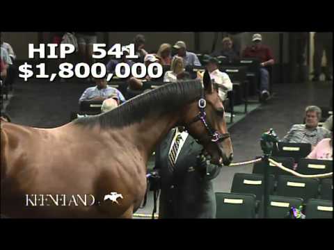 2013 September Yearling Sale - Hip 541, Indian Charlie-Take Charge Lady filly