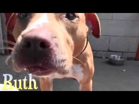 Ruth, an adopted Pit Bull Terrier Mix in East Saint Louis, IL_image-1