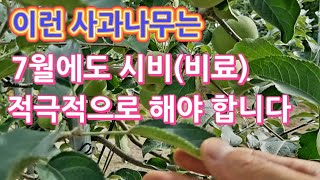 이런 사과나무는 7월에도 시비(비료) 적극적으로 해주어야 합니다
