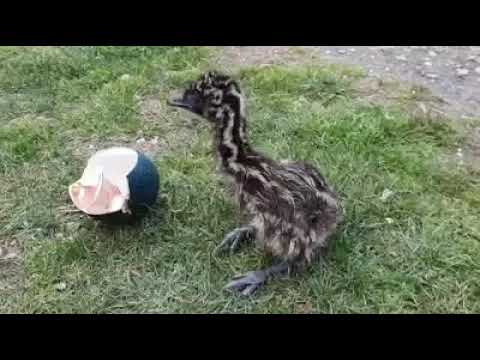 Na svijet nam je došao jedan mali australijski noj (emu)😍