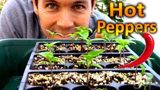 INDOOR GROWING JUST GOT FUN: Germinating Carolina Reaper Seeds | Worlds Hottest Chili Pepper